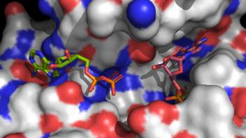 Molecular surface rendering of a protein showing two ligands in green and pink bound to different active sites, with colored surface charge mapping.