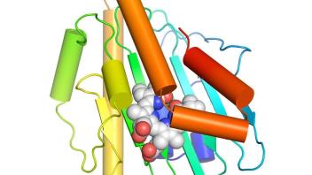 Cartoon model of a protein with multi-colored helices and sheets, with a bound molecule shown in space-filling representation.