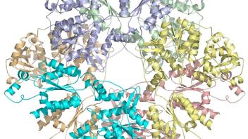 Ribbon diagram of a symmetric protein complex with multiple colored subunits forming a circular arrangement.