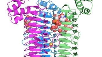 Structural representation of a membrane protein with bound ligands shown as space-filling models, highlighting domain organization.