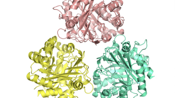 Molecular surface rendering with an electrostatic map in red, blue, and white, showing a small-molecule ligand docked into a binding pocket with a yellow sphere indicating a metal ion.
