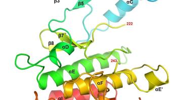 Domain-labeled ribbon model of a protein structure in rainbow colors with alpha helices and beta sheets.