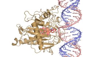 Ribbon diagram of an ADAR protein bound to double-stranded RNA, showing protein secondary structures in tan and the RNA duplex in pink and blue helices with a bound molecule in red.