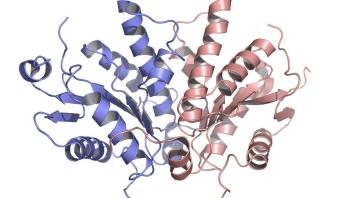 Cartoon ribbon model of a dimeric protein structure with alpha helices in pink and blue, illustrating secondary structure features.