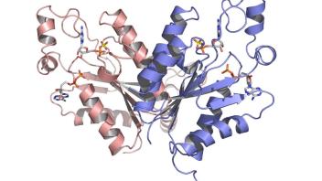 Cartoon representation of a dimeric protein structure with one monomer in red and the other in blue, showing helices, beta sheets, and bound ligands in yellow and white stick models.