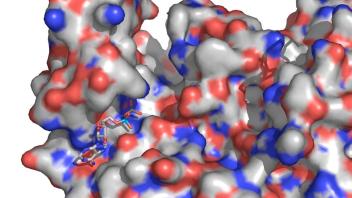 Electrostatic surface map of a protein complex with a ligand bound in a cleft, highlighting molecular interactions and binding pockets.