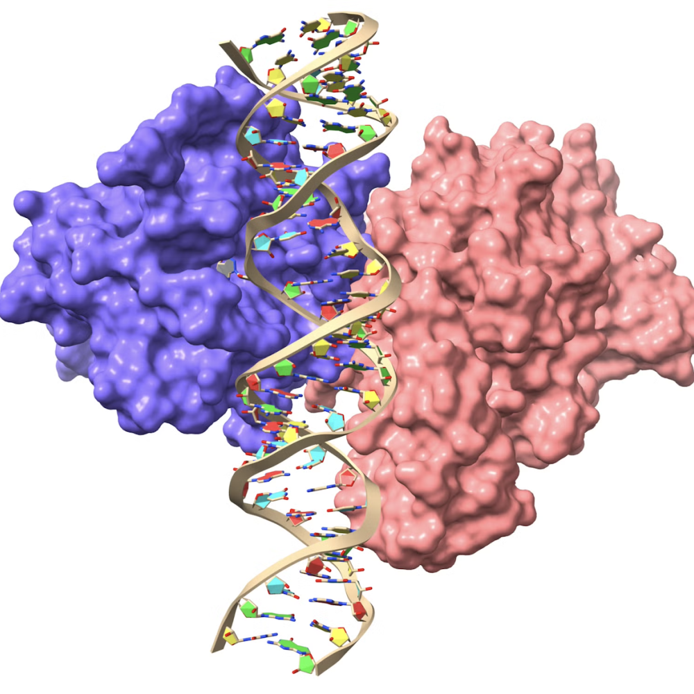 Surface rendering of a protein-DNA complex showing two protein subunits (one in blue, one in pink) bound to opposite sides of a double-stranded DNA helix, illustrating molecular recognition at the DNA interface.