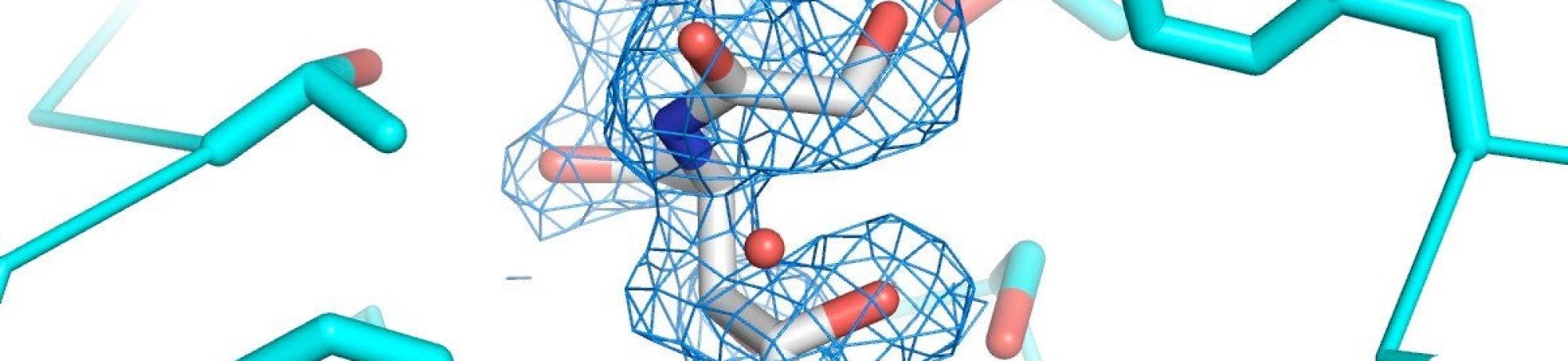 Crystal structure electron density map showing a ligand (Neu5Gc) bound within a protein active site, visualized in a blue mesh with surrounding amino acid side chains highlighted in cyan.